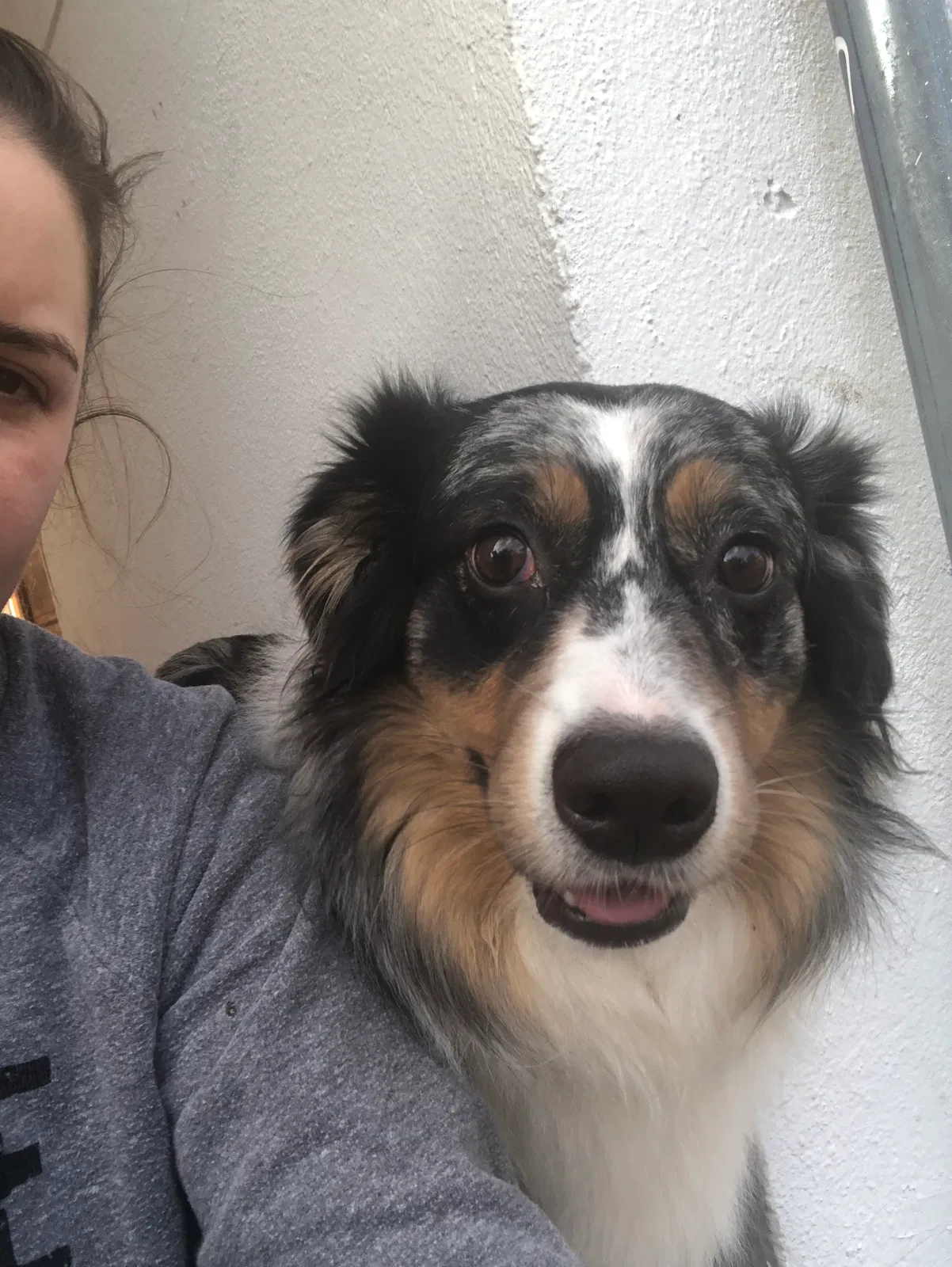 Lost dog in Tampa, FL, 33612