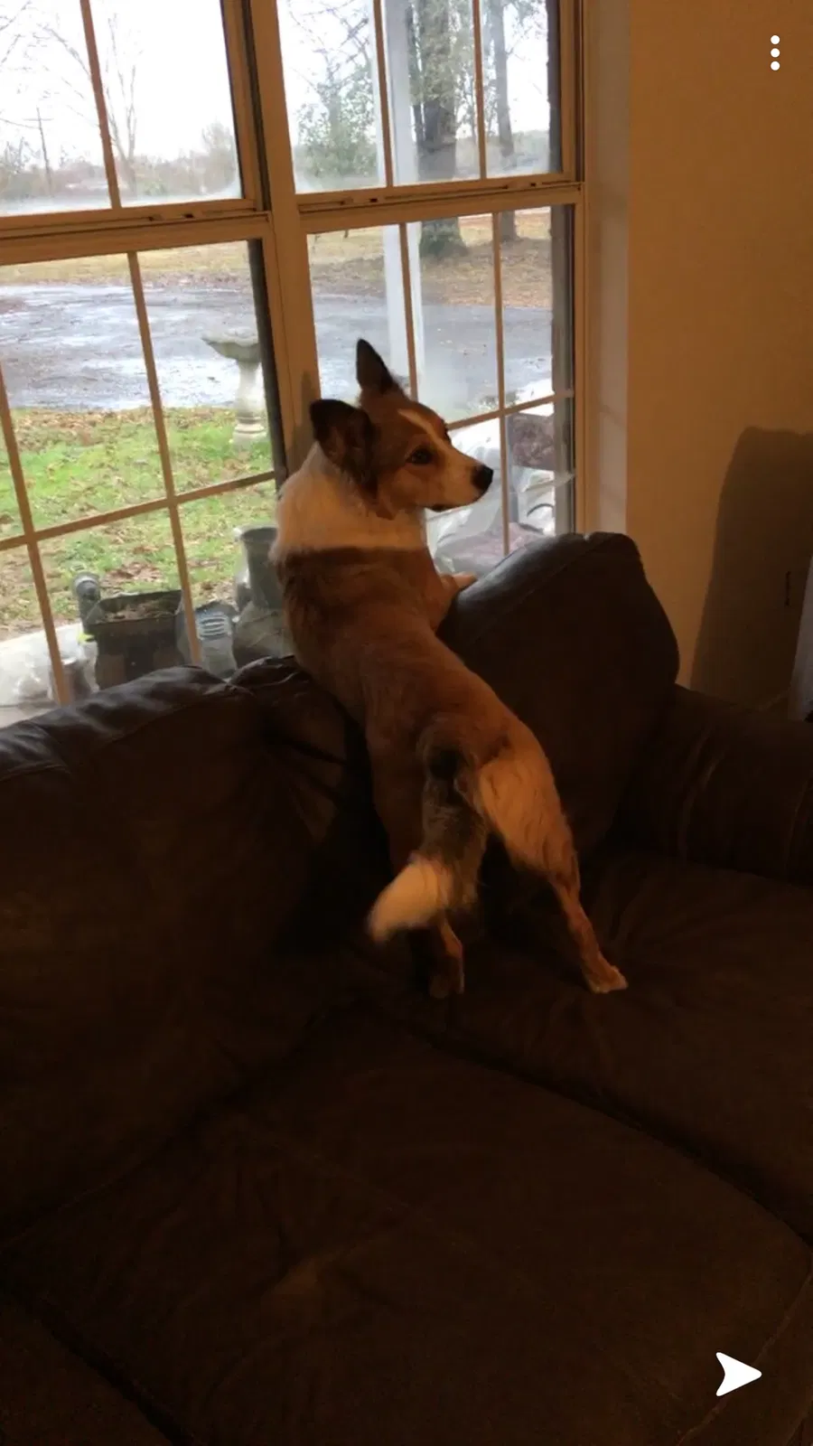 Lost dog in Flint, TX, 75762