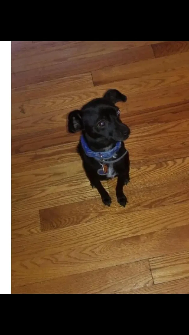 Lost dog in Bronx, NY, 10461