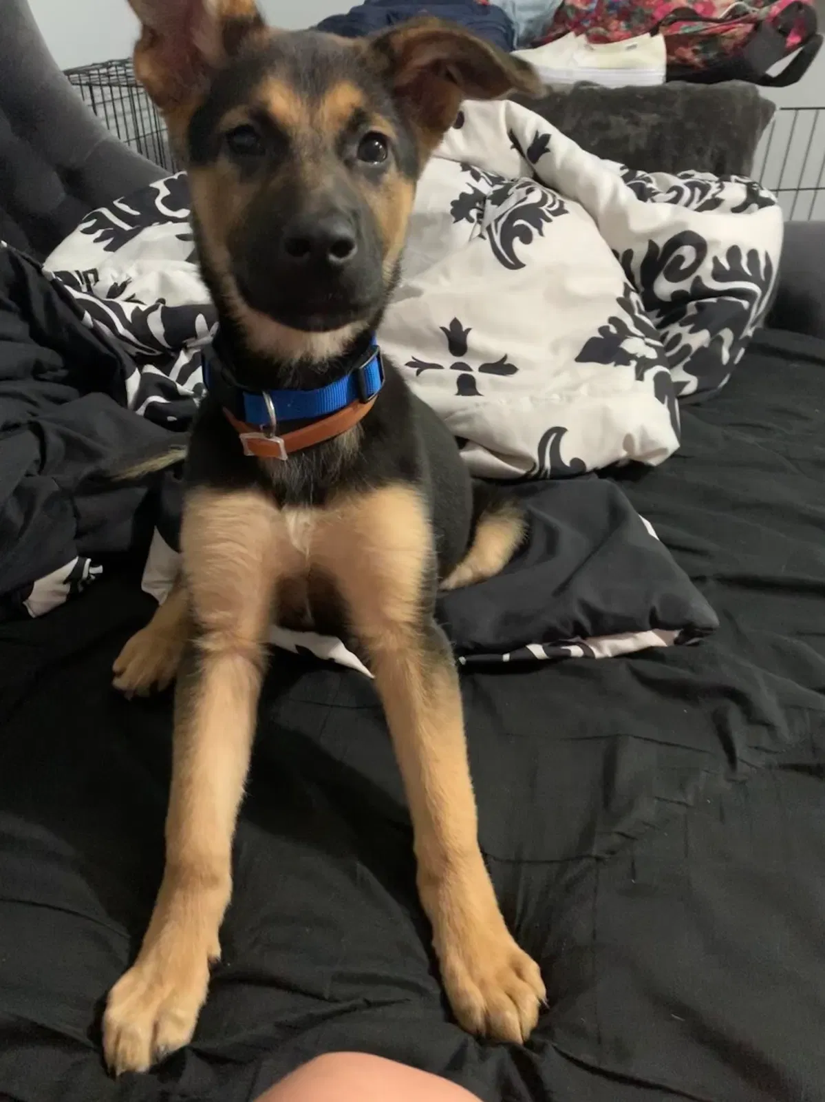 Lost dog in Carencro, LA, 70520