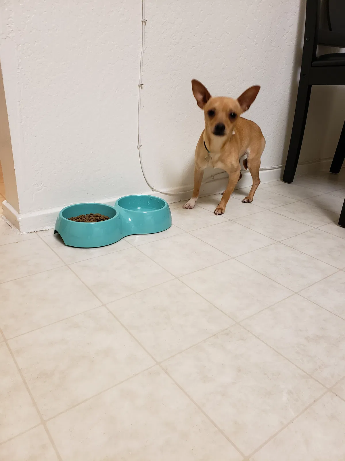 Lost dog in Pacifica, CA, 94044