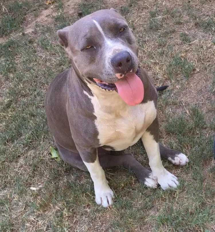Lost dog in Ben Wheeler, TX, 75754
