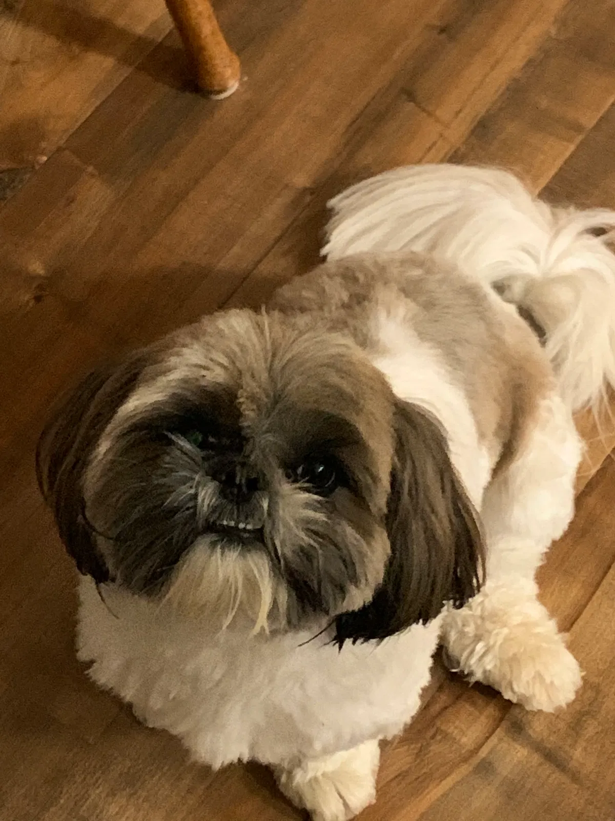 Lost dog in Brentwood, CA, 94513