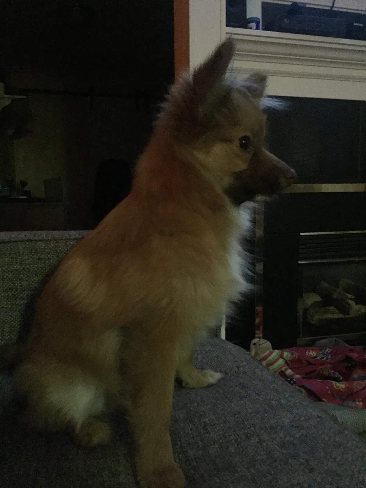Lost dog in Renton, WA, 98056