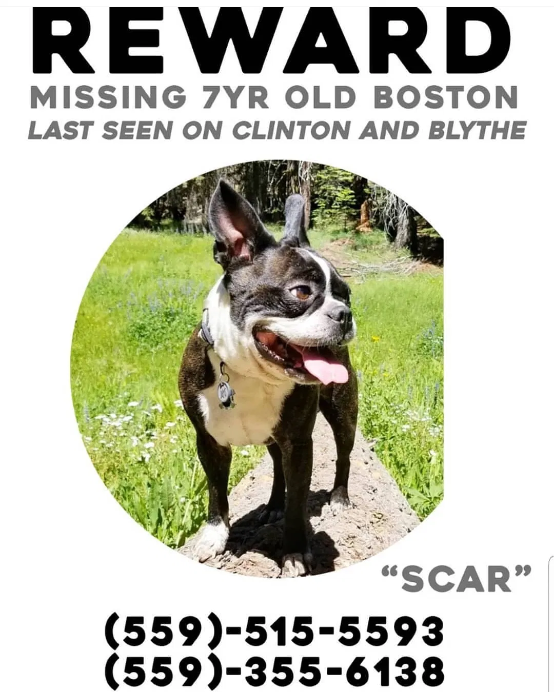 Lost dog in Fresno, CA, 93722