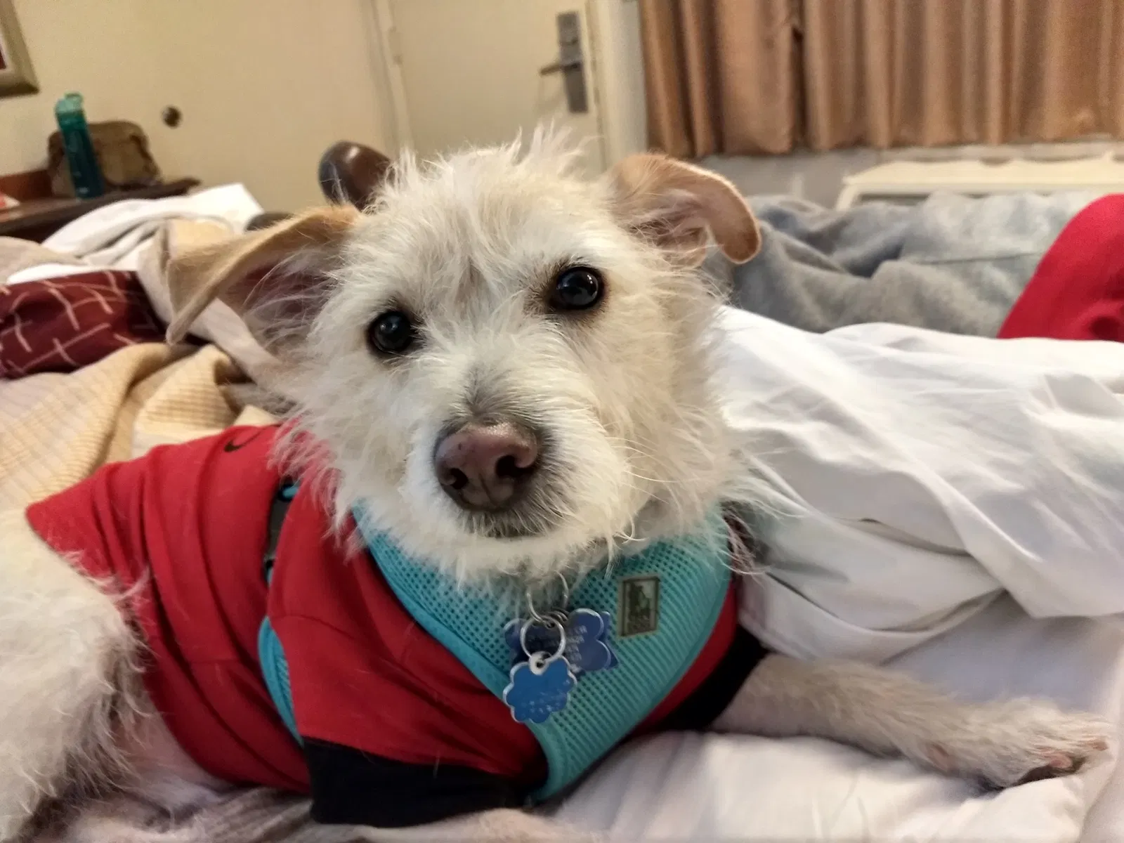 Lost dog in Horsham, PA, 19044