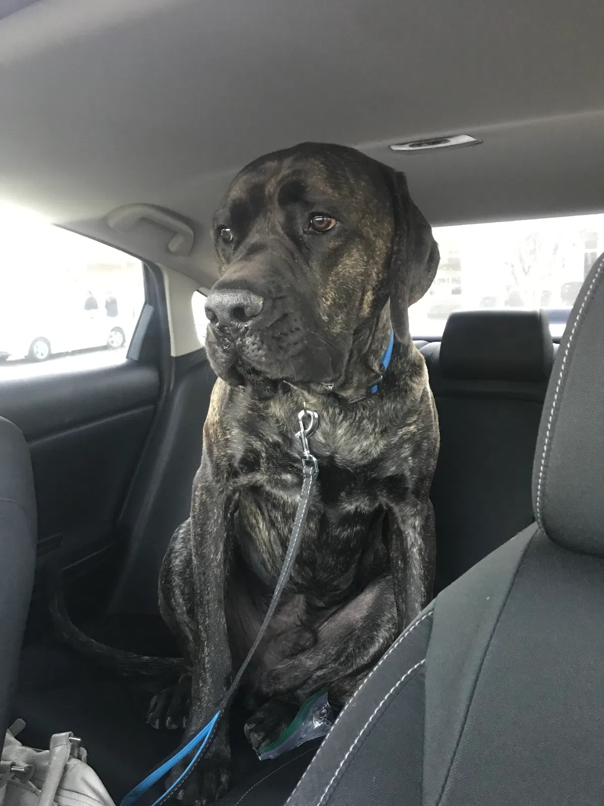 Lost dog in Temecula, CA, 92592