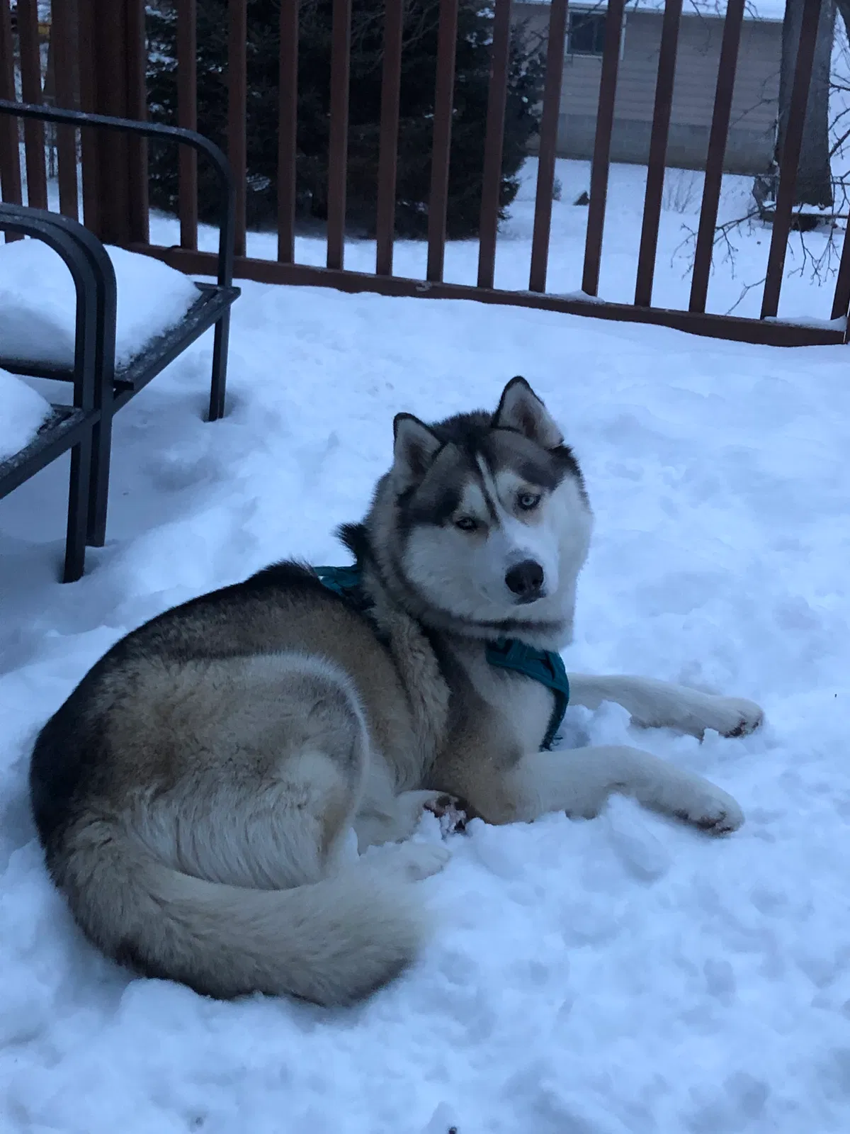 Lost dog in Des Moines, IA, 50310