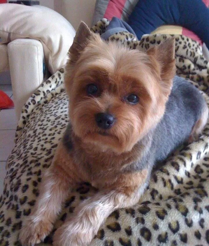Lost dog in Homestead, FL, 33032