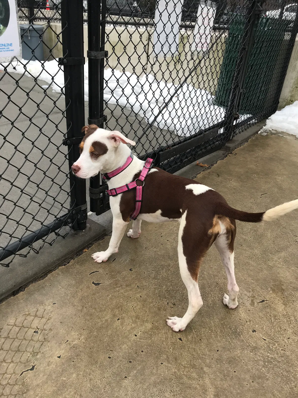 Lost dog in Sunnyside, NY, 11104