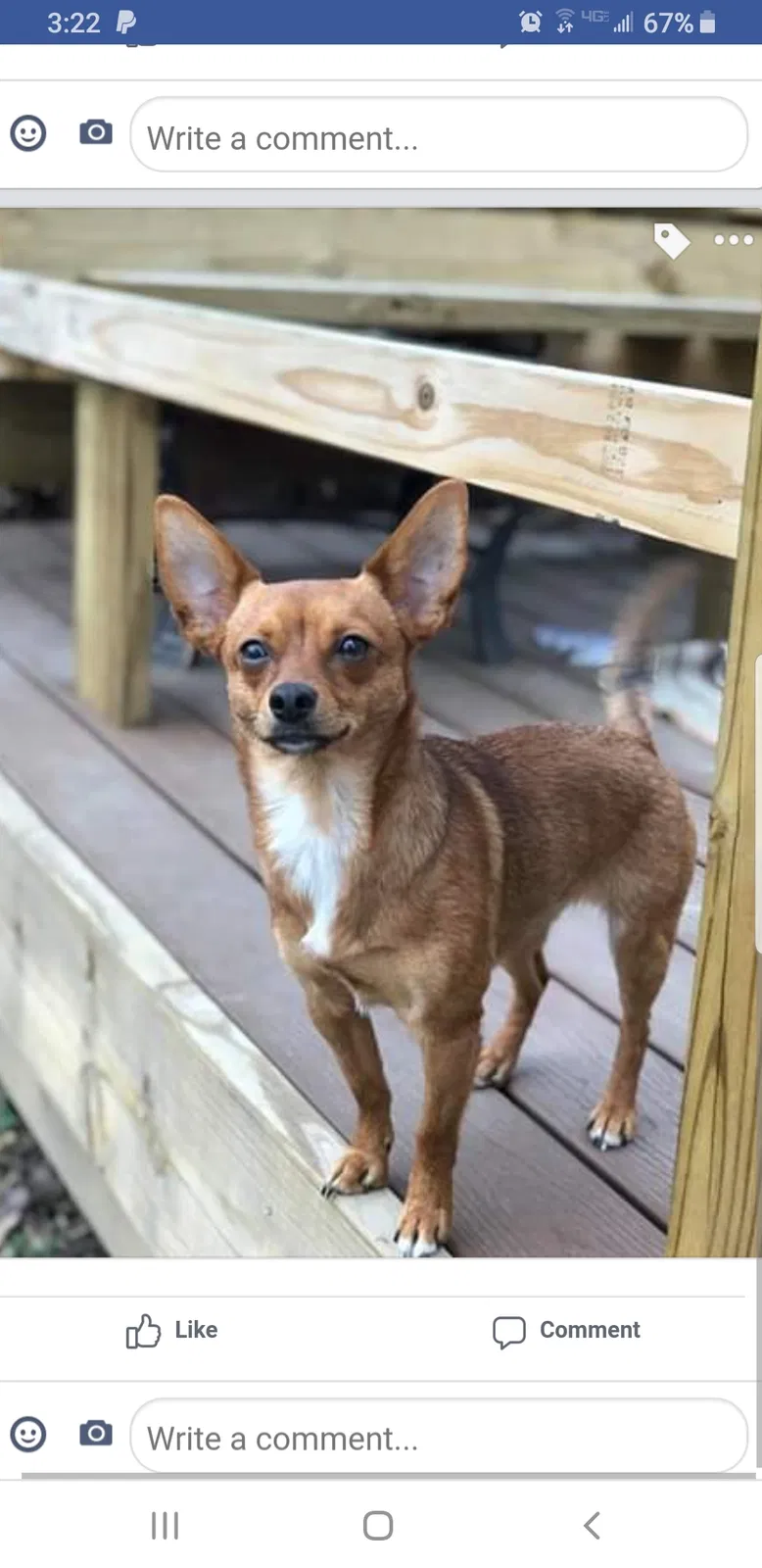 Lost dog in Pittsburgh, PA, 15216