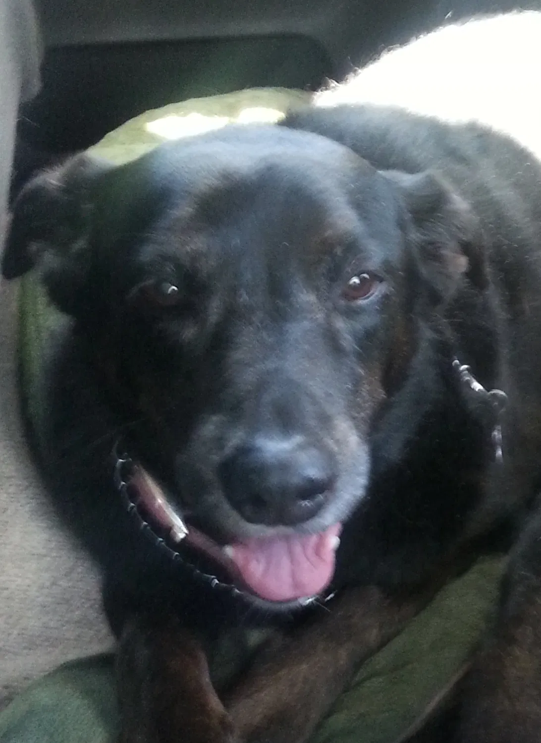 Lost dog in Howard City, MI, 49329
