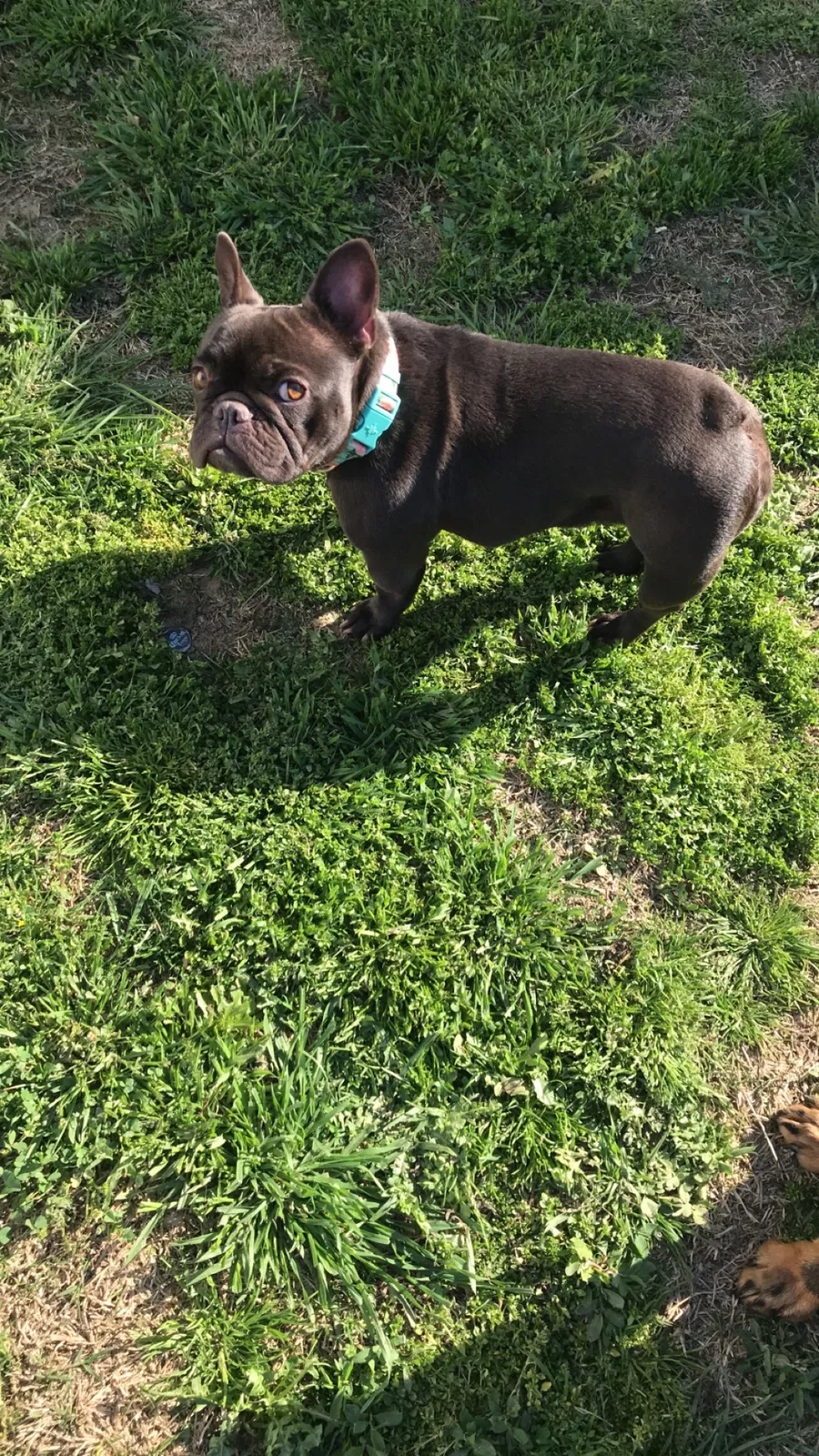 Lost dog in Bakersfield, CA, 93308