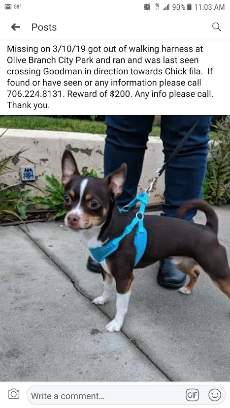 Lost dog in Olive Branch, MS, 38654