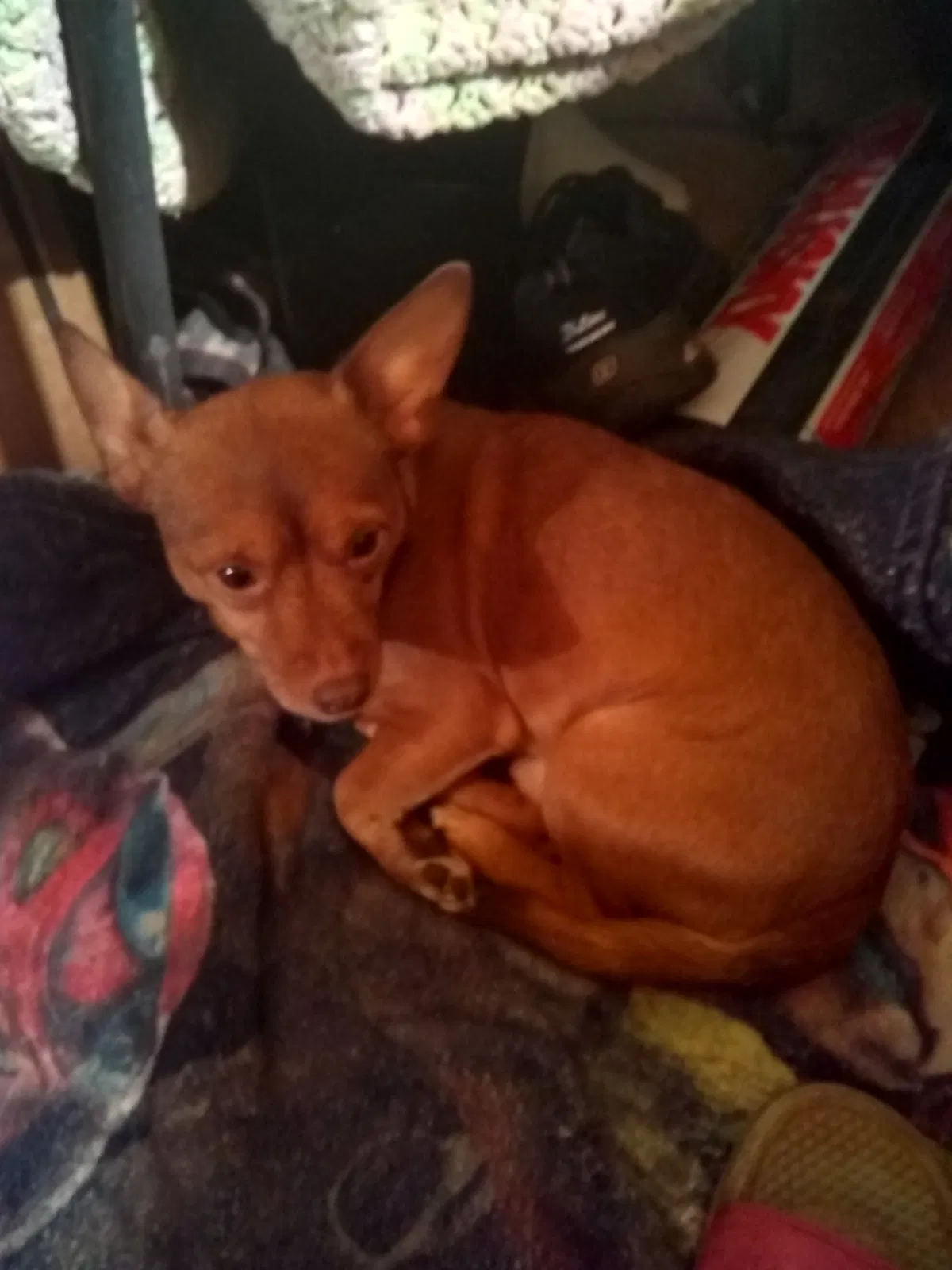 Lost dog in Gaffney, SC, 29340