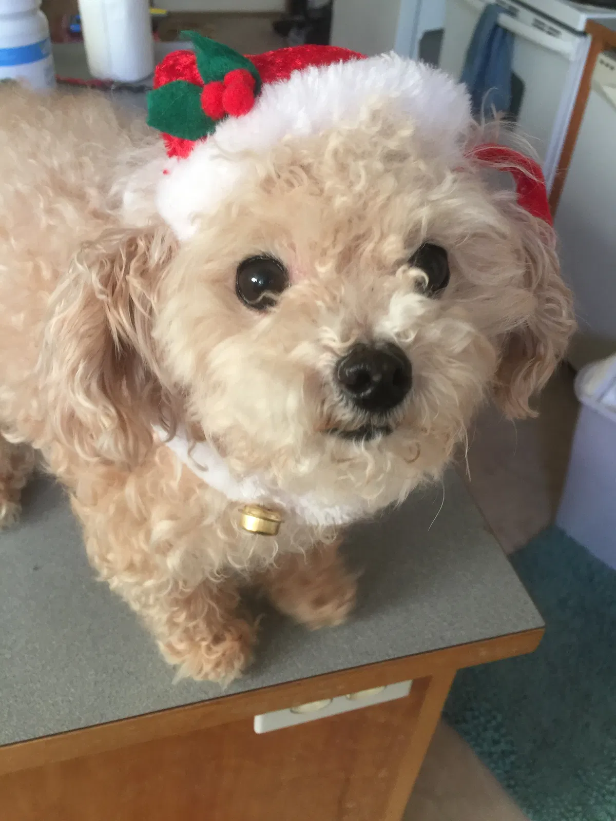 Lost dog in Snohomish, WA, 98290