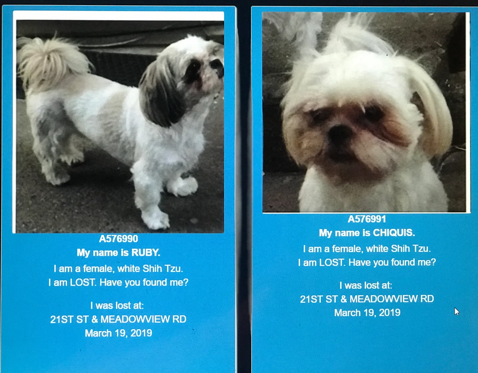 Lost dog in Sacramento, CA, 95822