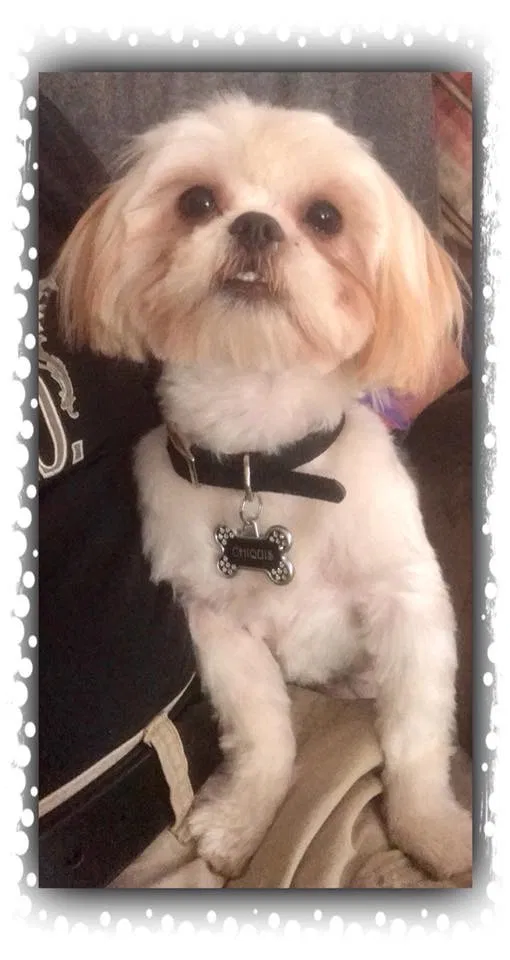 Lost dog in Sacramento, CA, 95822