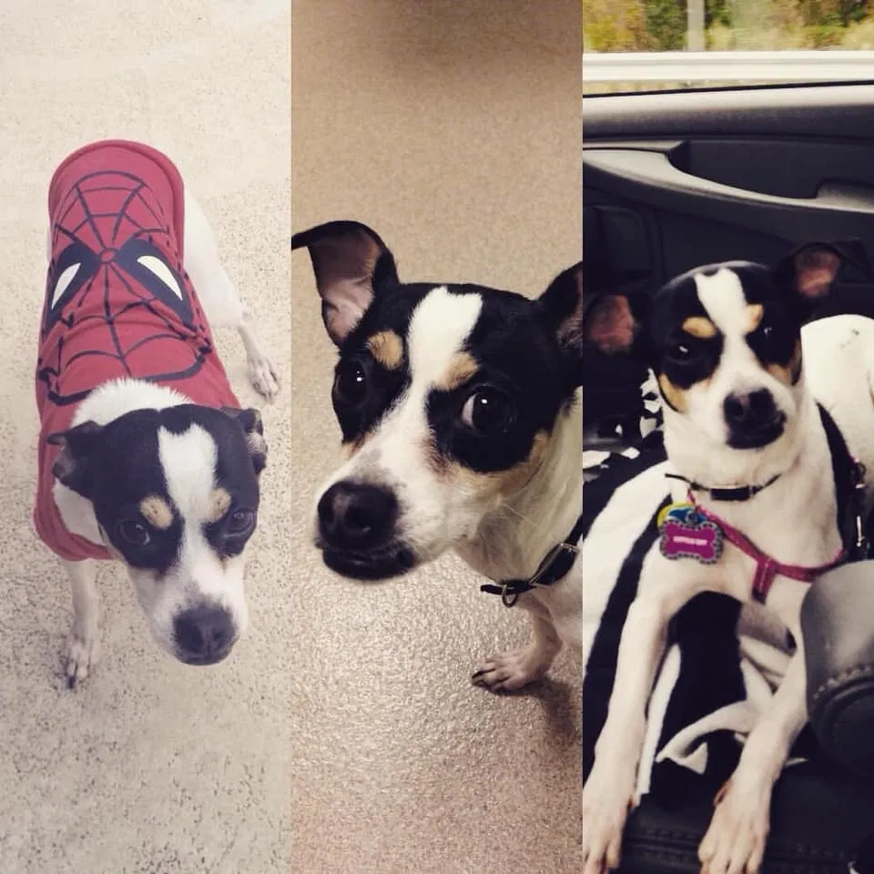 Lost dog in Orlando, FL, 32821