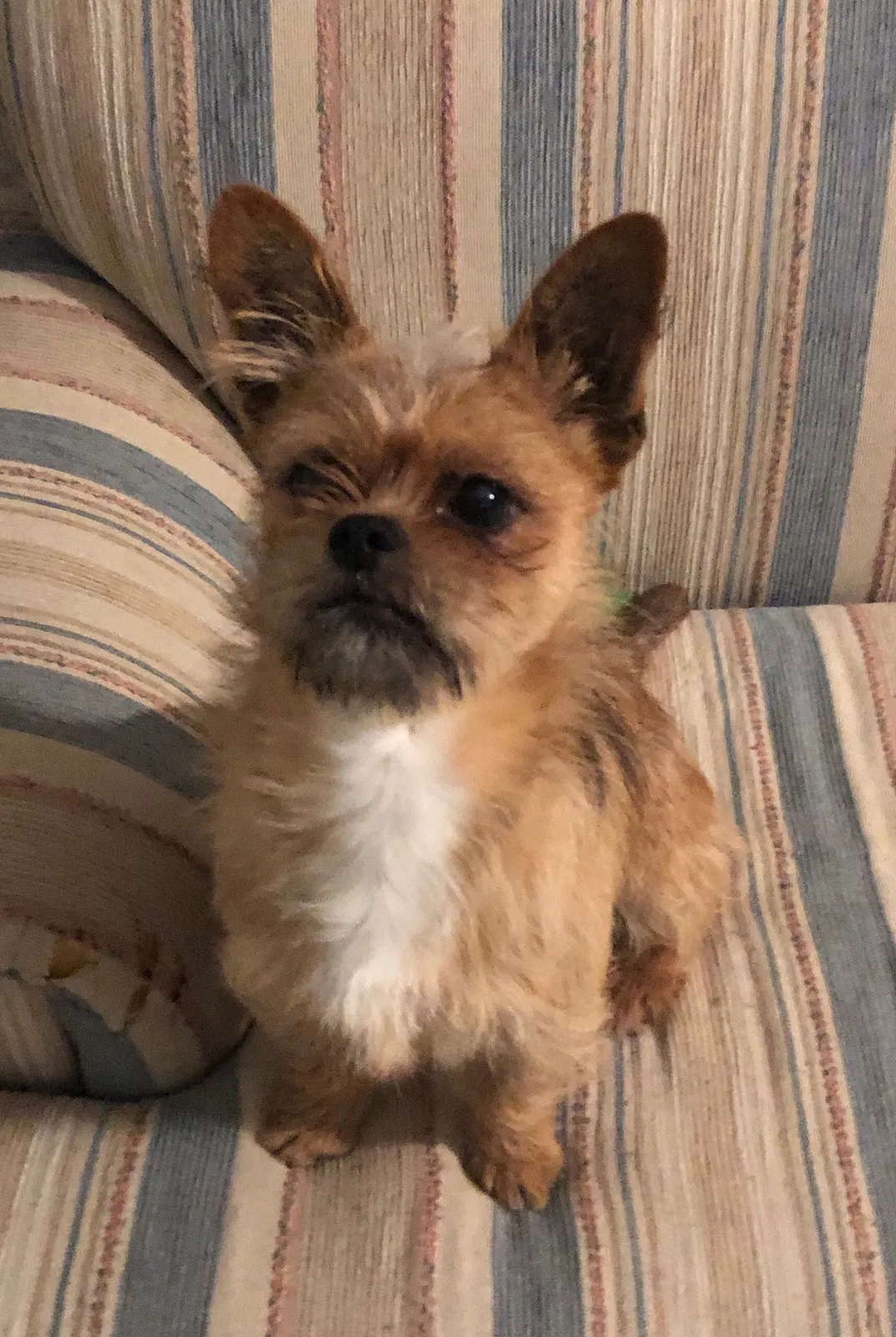 Lost dog in Reading, PA, 19604