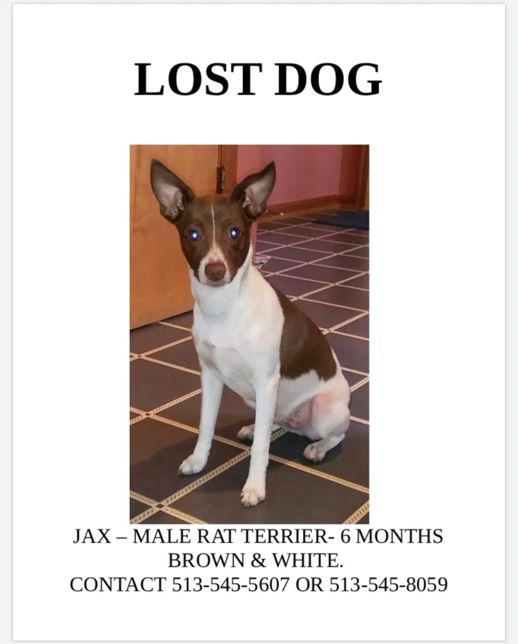 Lost dog in Loveland, OH, 45140