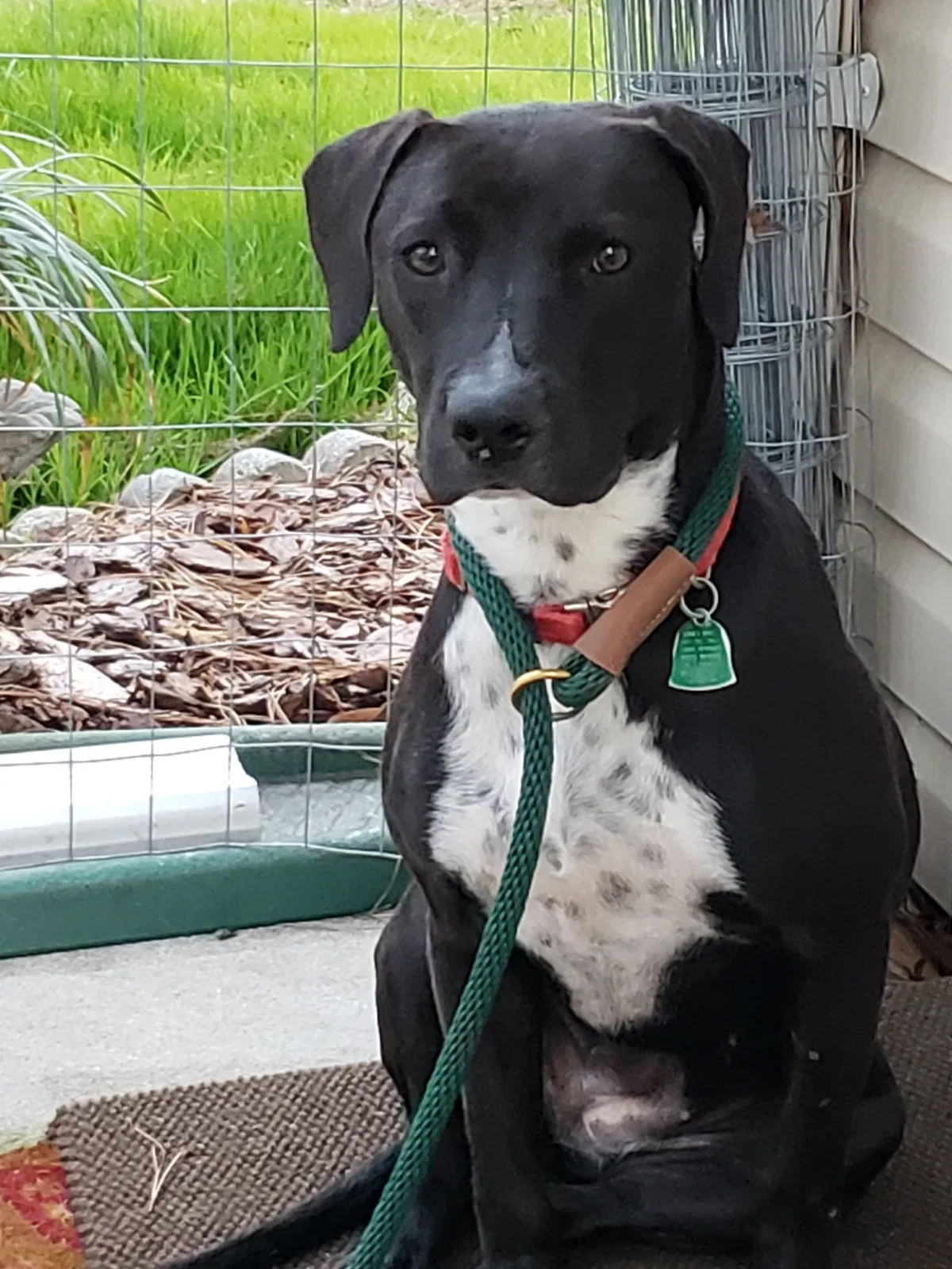 Lost dog in Temple Hills, MD, 20748