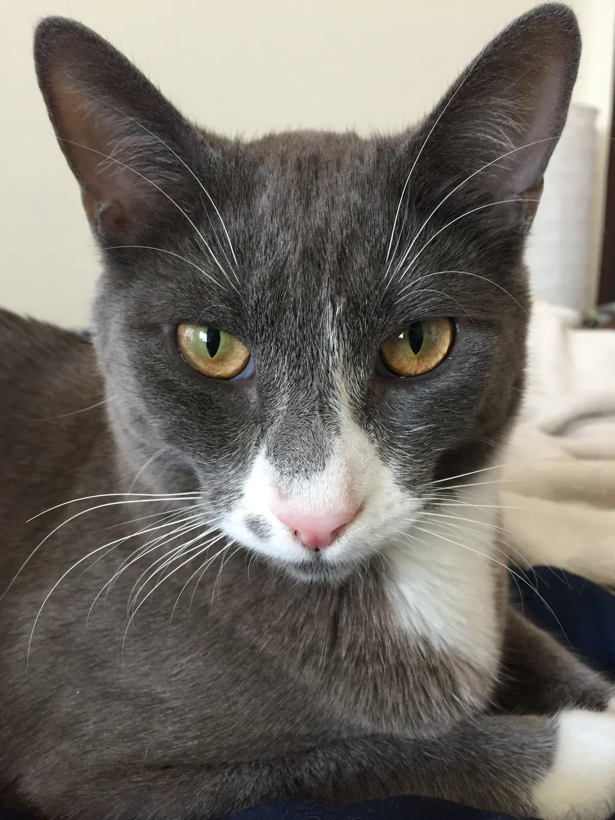 Lost cat in Charlotte, NC, 28205