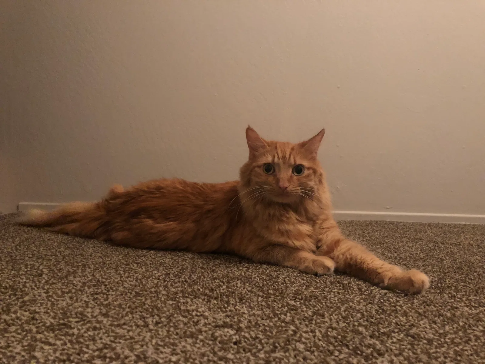 Lost cat in Auburn, CA, 95603