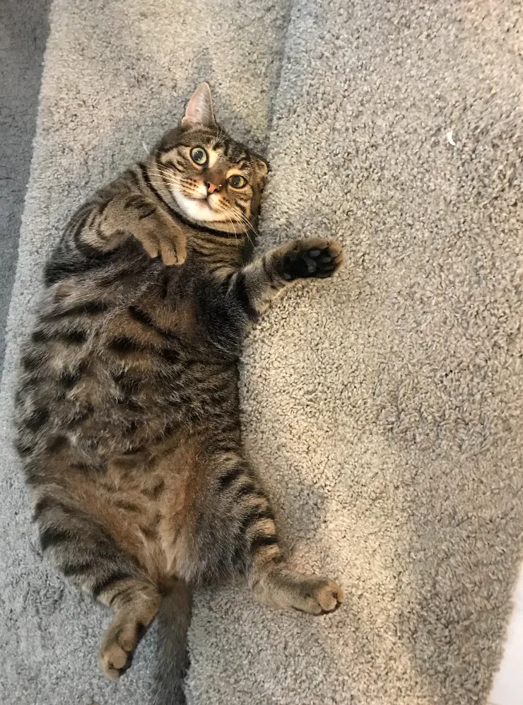 Lost cat in Kirkland, WA, 98033