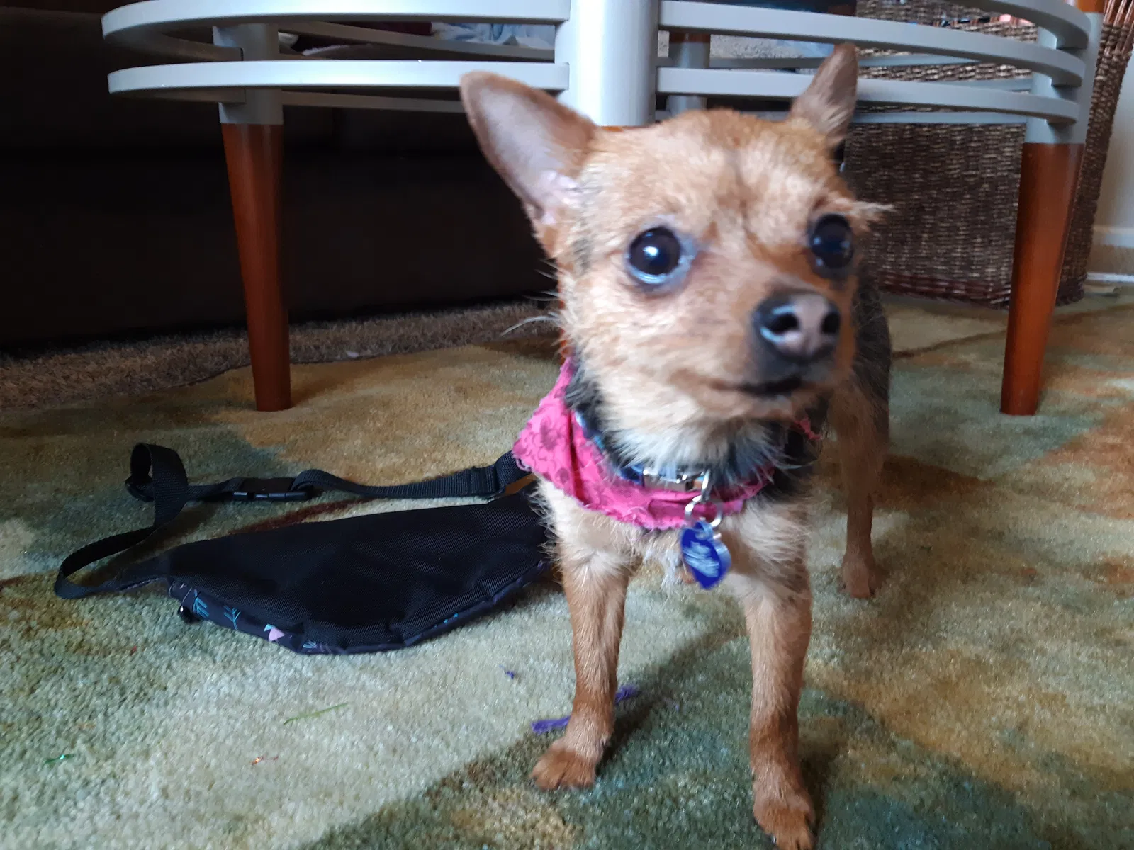 Lost dog in Ionia, MI, 48846