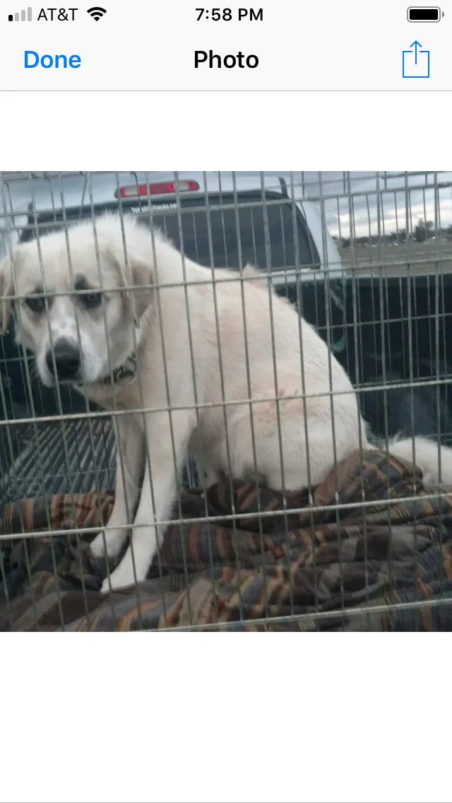 Lost dog in Hamptonville, NC, 27020
