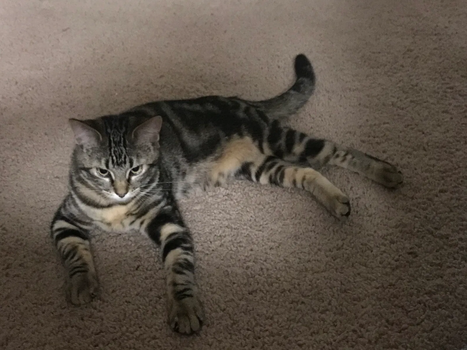 Lost cat in Olympia, WA, 98502
