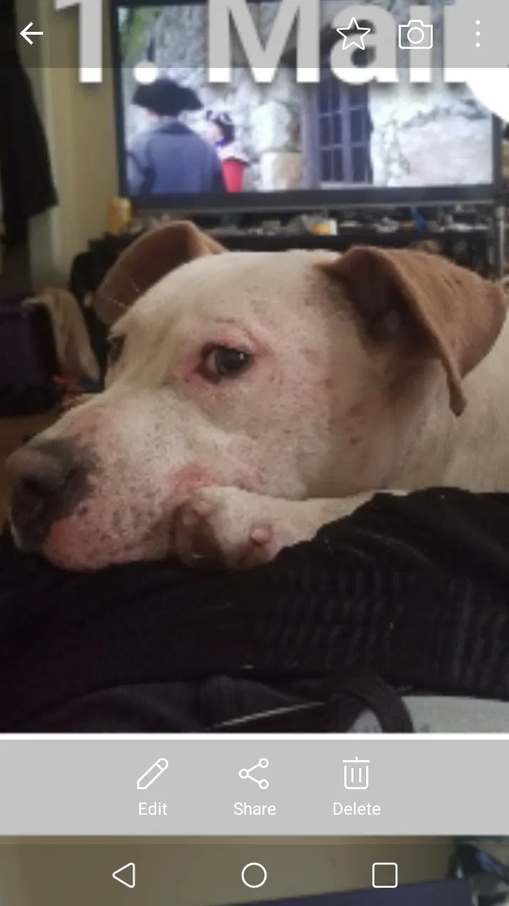 Lost dog in Baltimore, MD, 21218