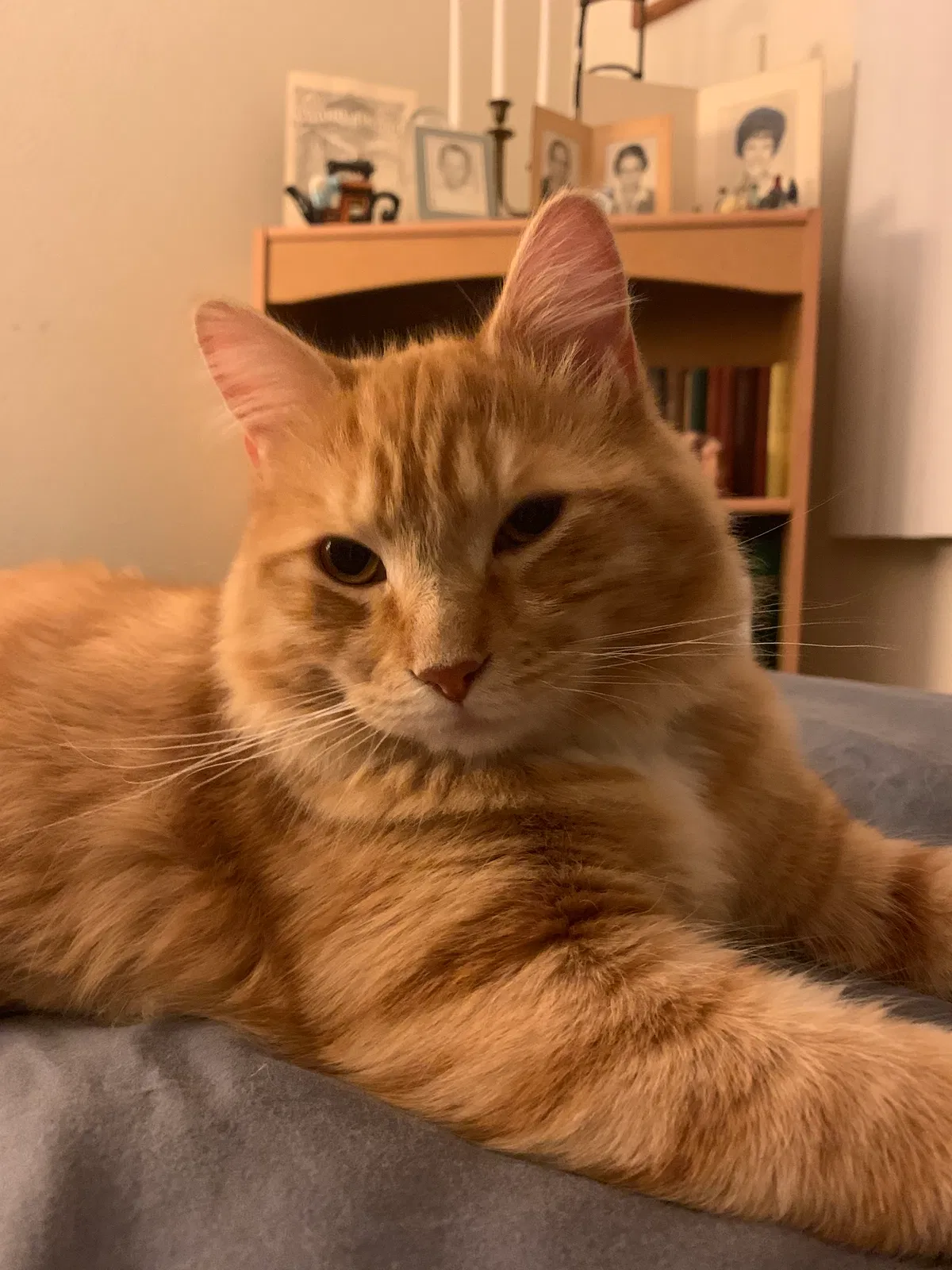 Lost cat in San Marcos, CA, 92069