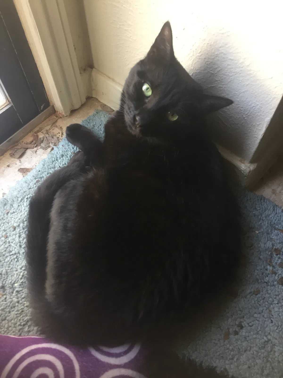 Lost cat in Austin, TX, 78758