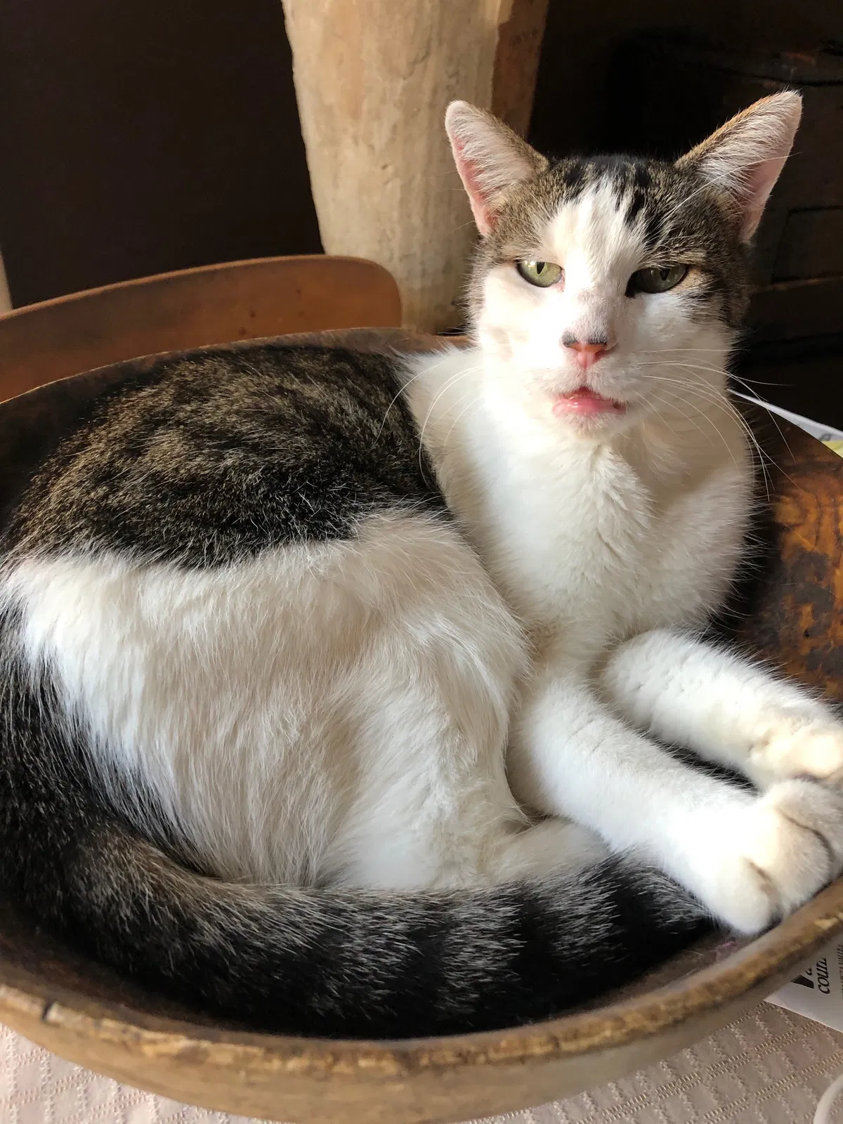 Lost cat in La Mesa, CA, 91942