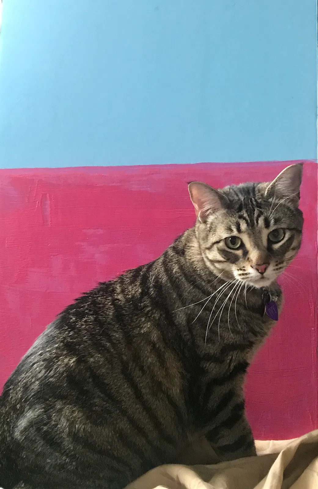 Lost cat in Brooklyn, NY, 11238