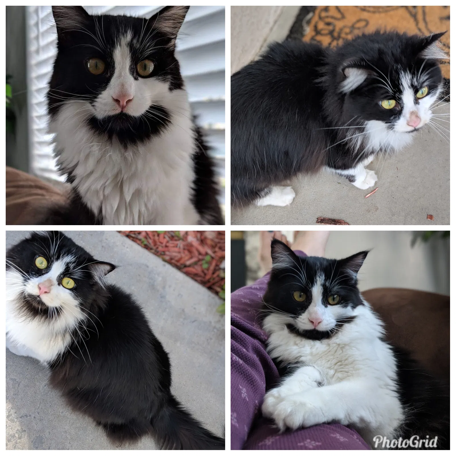 Lost cat in Bakersfield, CA, 93312