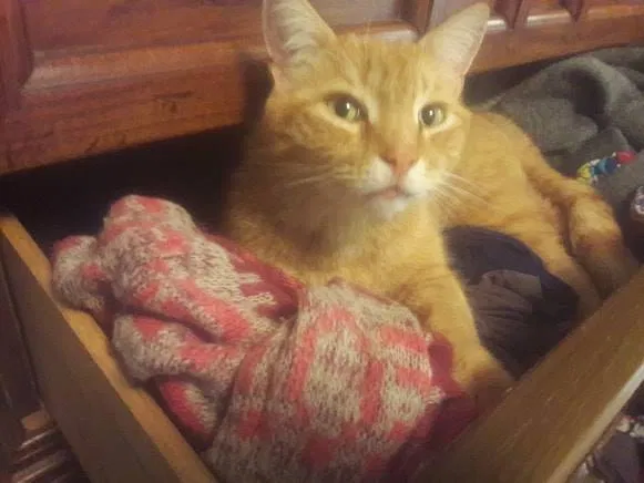 Lost cat in Little Rock, AR, 72202