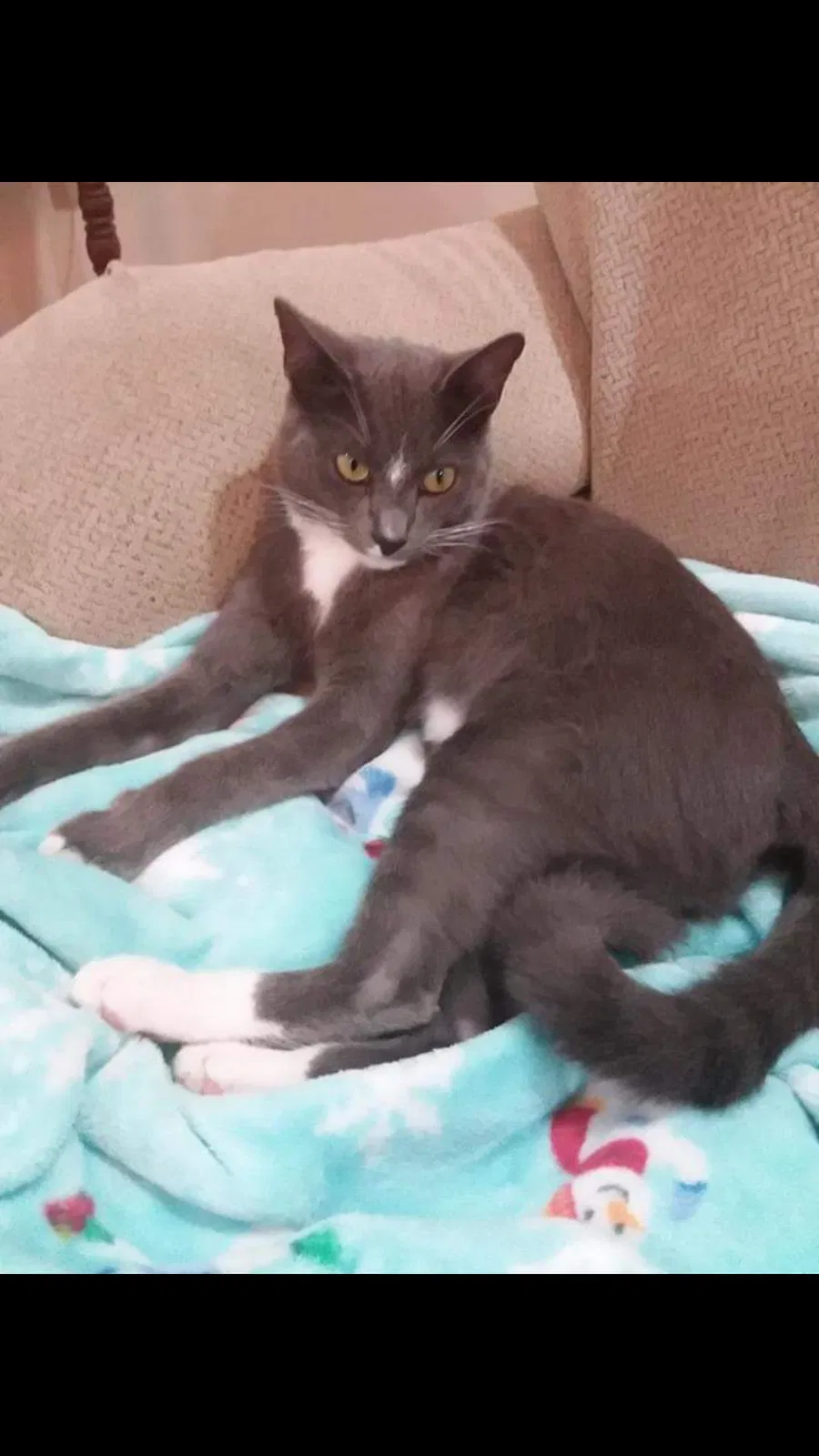 Lost cat in New Port Richey, FL, 34655