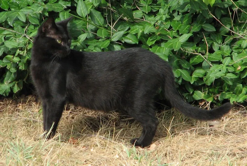 Lost cat in Charlottesville, VA, 22906