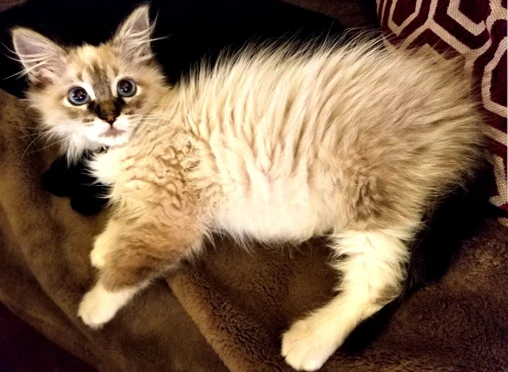 Lost cat in Sacramento, CA, 95815