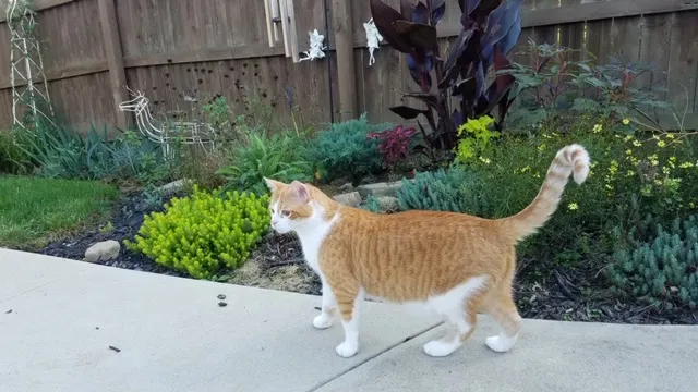 Lost cat in Galt, CA, 95632