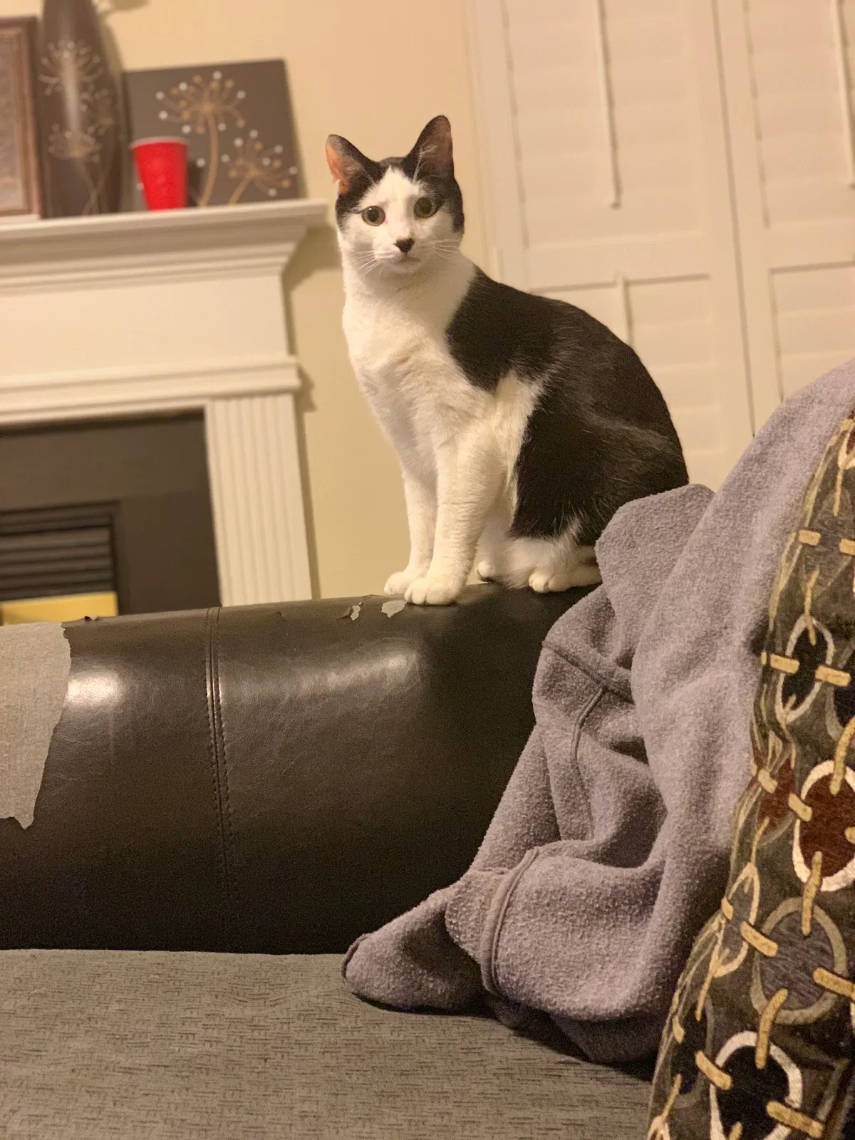 Lost cat in Charlotte, NC, 28213