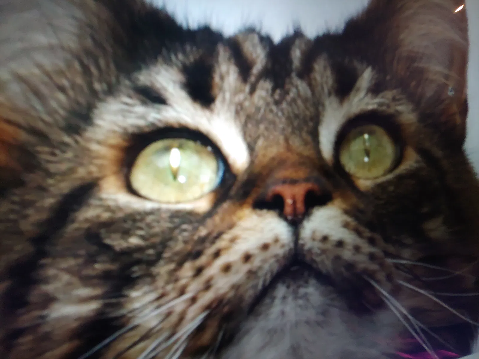 Lost cat in Unknown, AL, 0