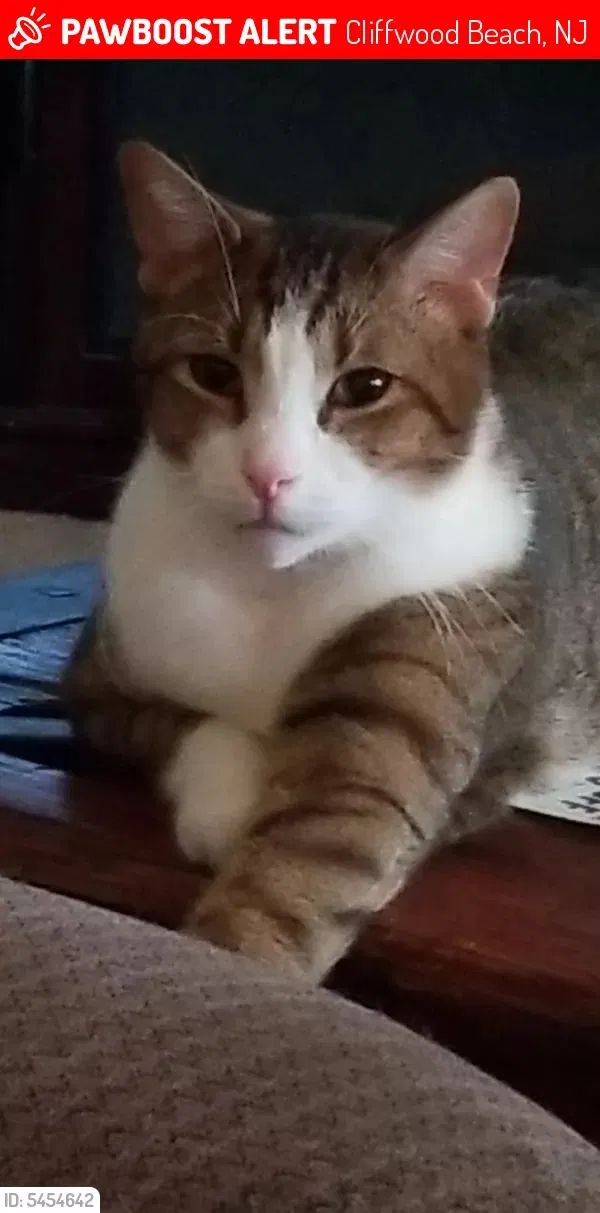 Lost cat in Keyport, NJ, 7735