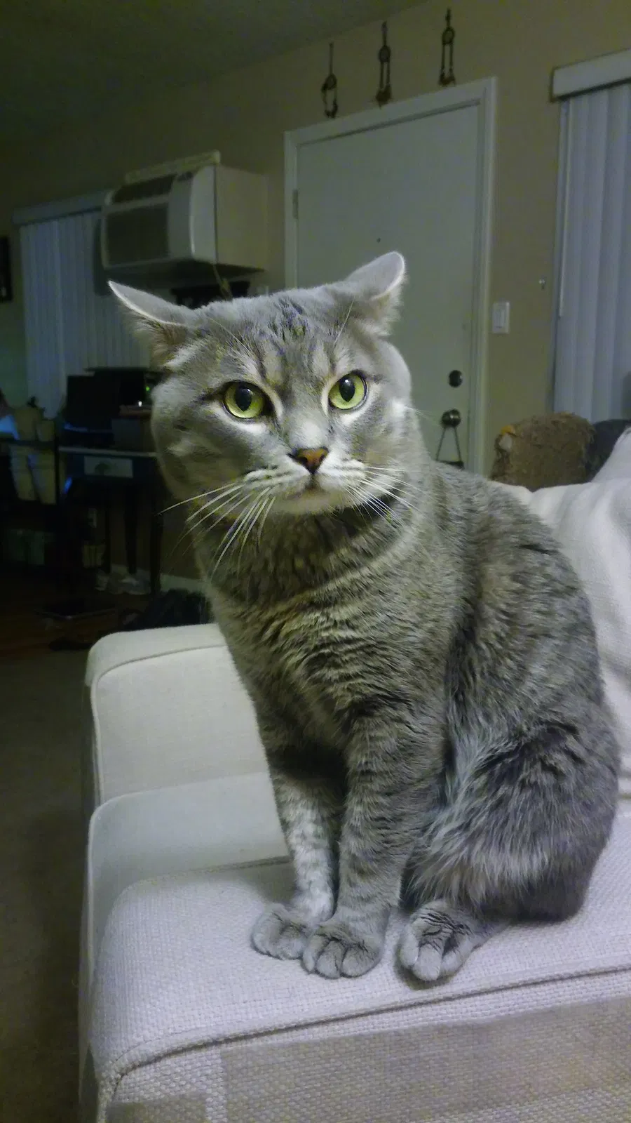 Lost cat in Pomona, CA, 91767