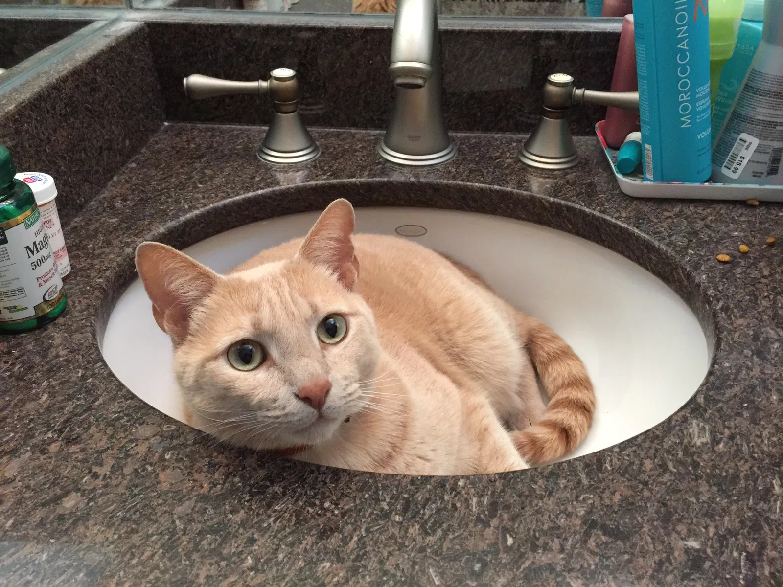 Lost cat in Myrtle Beach, SC, 29572