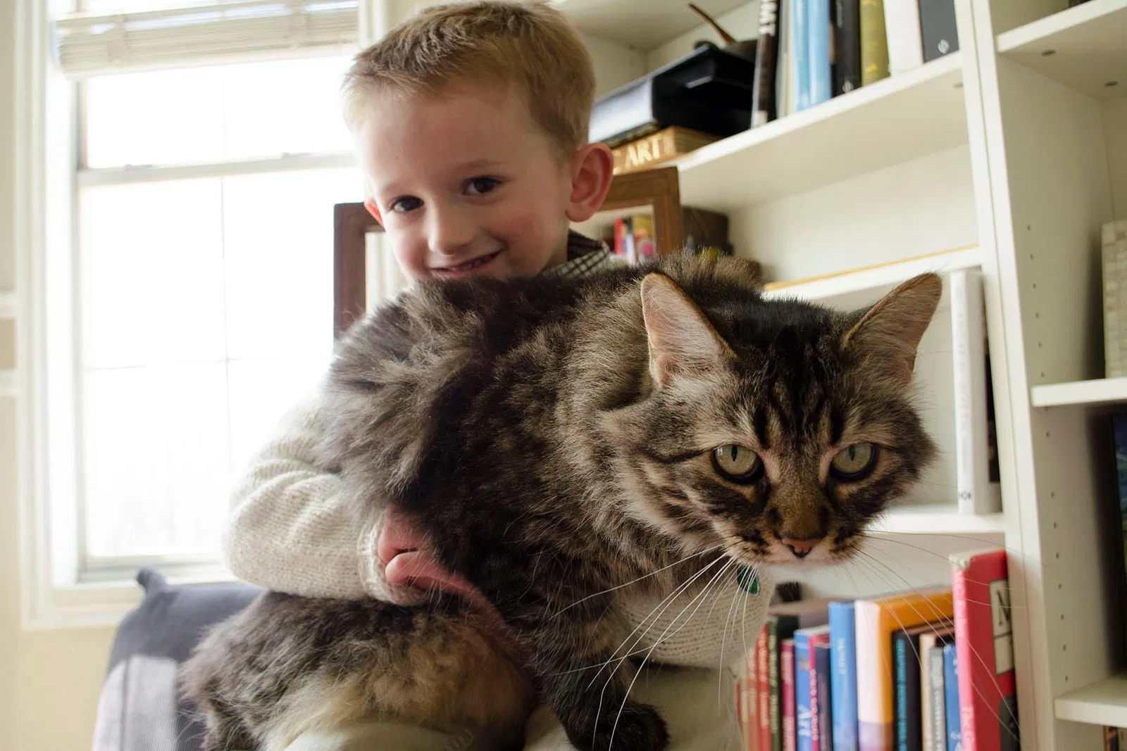 Lost cat in Arvada, CO, 80004