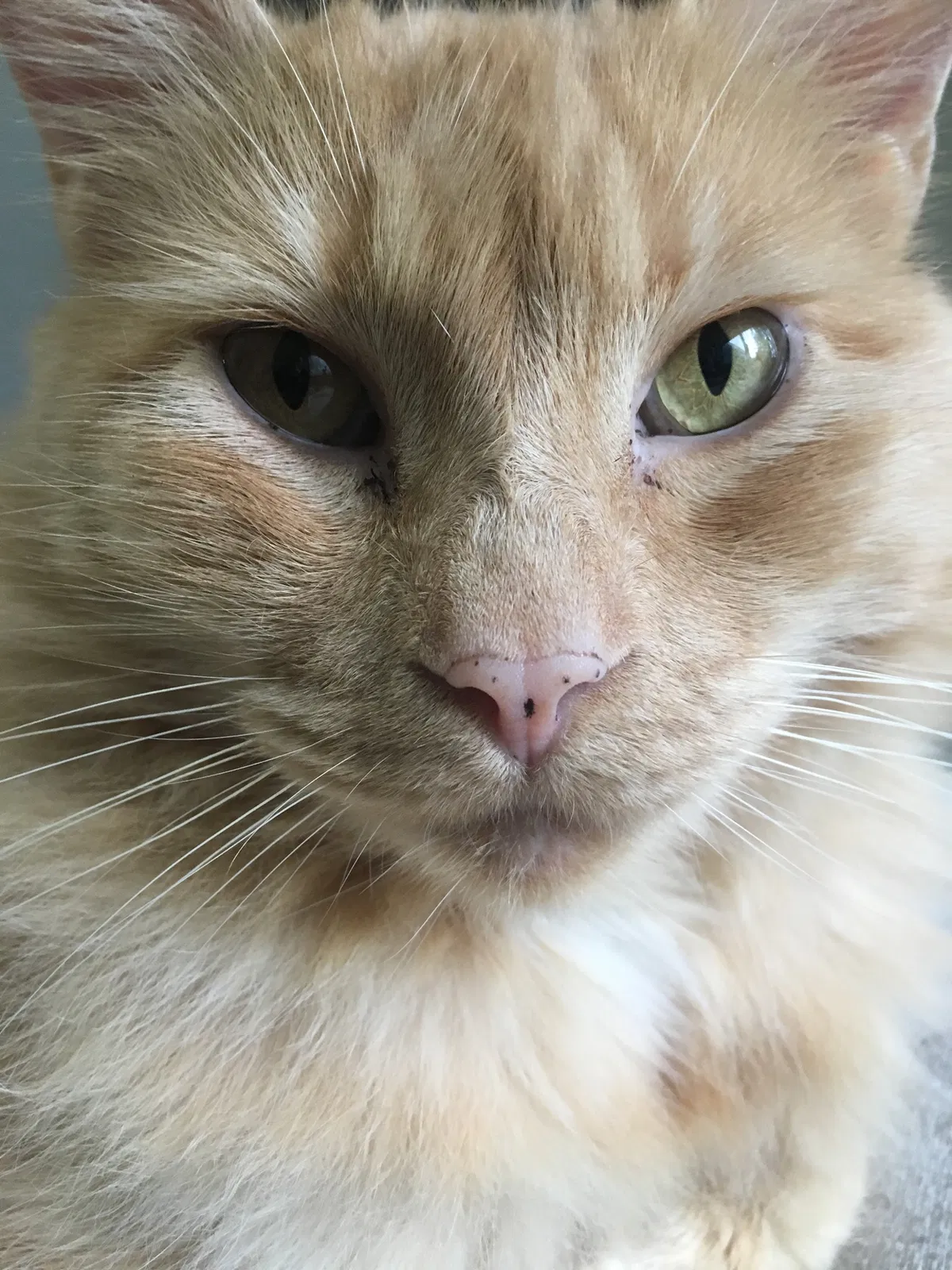 Lost cat in Lakewood, WA, 98498